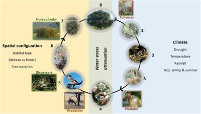 Long-Term Tree Regeneration of Fragmented Agroforestry Systems Under Varying Climatic Conditions